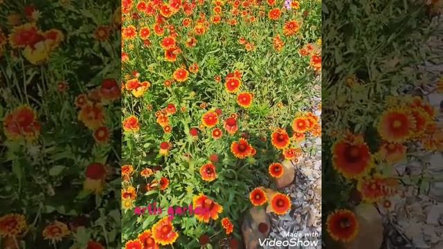 My Gaillardia Aristata/Blanket Flower/Kokardenblumen