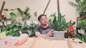 Plant Haul || Grand Unboxing Syngonium, Caladium, Aglaonema, Fern and Philodendrons from Mindanao