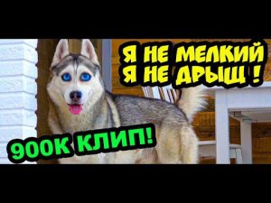 Хаски Бандит - Я НЕ МЕЛКИЙ, Я НЕ ДРЫЩ!! (Official music video) КЛИП 900К