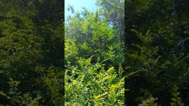 #Солнце светит, птичка поёт! РЕЛАКС ПЕНИЕ ПТИЦ