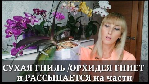СУХАЯ ГНИЛЬ: ОРХИДЕЯ РАЗВАЛИВАЕТСЯ на ГЛАЗАХ / Самая страшная болезнь орхидеи / Ищем ЛЕЧЕНИЕ орхидеи