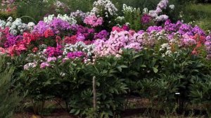 Сад коллекционных растений; декоративные растения; растения для сада; декоративные растения для сад