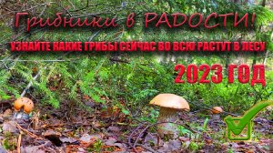 Грибы в ИЮНЕ  | Какие сейчас во всю растут в Подмосковье | Тихая Охота в Московской Области