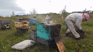 Муж снимает вторые корпуса,готовит пчёлок на зиму!