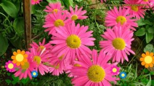 Пиретрум гибридный Малиновый гигант. Краткий обзор, описание pyrethrum hybridum Malinovyi gigant