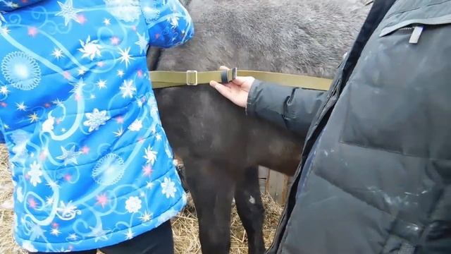 Как запрячь лошадь. Захомутали!!!Учим молодую лошадь не бояться сбруи.Расчистка копыт. смотреть онлайн