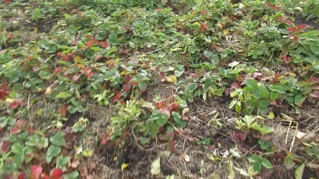 Виктор Безгодков. Жить в радости с зеленым миром! смотреть онлайн