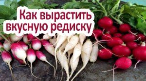 Выращивание редиса. 7 секретов небывалого урожая.