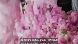 Дамасская Роза в Болгарии, doTERRA