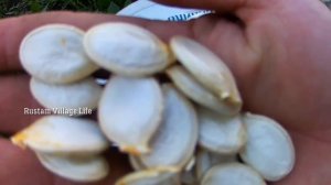 Как отличить кормовую тыкву от обычной - по семенам