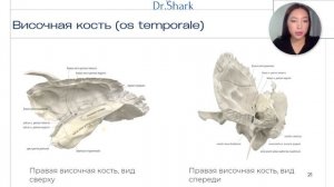 Височная кость. Анатомия.