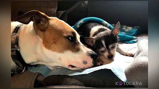 Этот питбуль заботится о слепом и старом пёсике, как настоящий друг смотреть онлайн