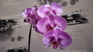 Домашнее цветение орхидеи Ред Лион (Red lion)