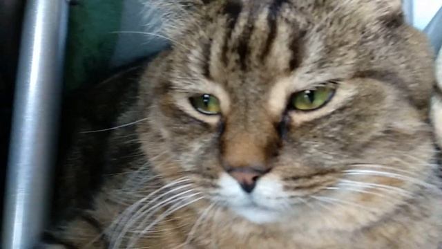 Как гладить кота / Кот любит обниматься / Кот спрятался в подушках