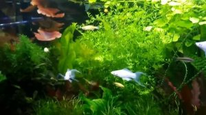 ? АКВАРИУМЫ - ТРАВНИКИ. Содержание.