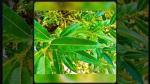 Ива белая | Oxyplant.ru