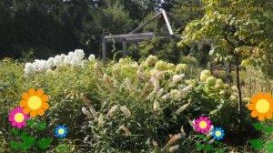 Буддлея давида Уайт Мс Кип. Краткий обзор, описание характеристик buddleja davidii White Mrs. Keep