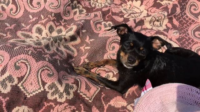 Той терьер кушает огурчики смотреть онлайн