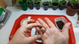 Как хранить ризомы ахименеса?