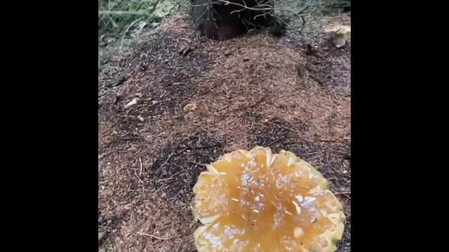 Исландия. Приглашаю Вас в осенний лес там и отвечу на вопрсы смотреть онлайн