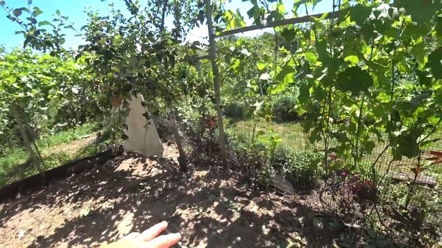 Жара. Сад, огород в начале июля. О клубнике и винограде. Краснодарский край. смотреть онлайн