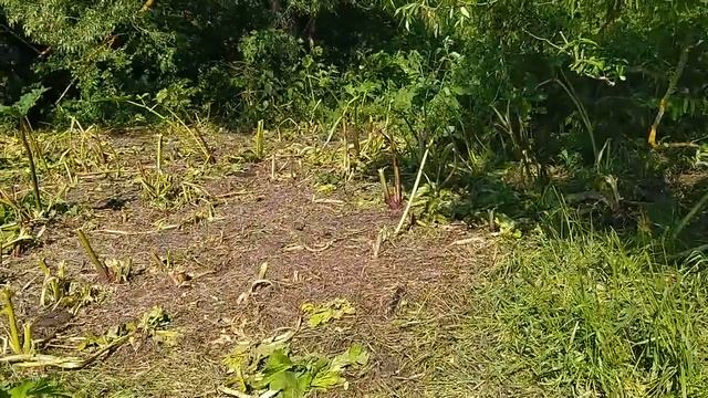 Акация зацвела, быки пасутся. смотреть онлайн