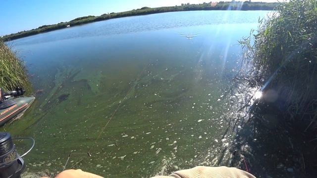 Жду карпа.Ловля на донки смотреть онлайн