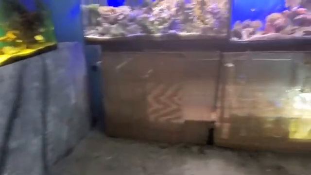 Горячий ключ. Контактный зоопарк (видео 2) смотреть онлайн