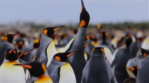 Забавные Пингвины. Прикольное видео. Прикольная музыка.