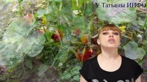 С чем рядом сажать кабачки и землянику: лучшие соседи для кабачка и земляники!!!