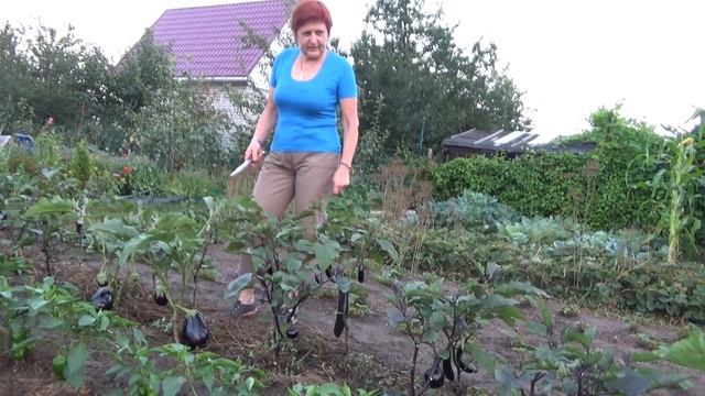 Урожай 'СИНЕНЬКИХ'
