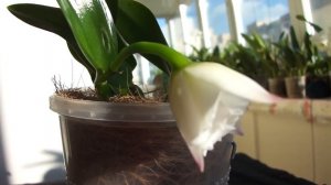 ORCHIDS Laelia alaorii орхидея Floralia Бразилия