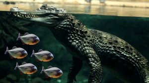 Найдена Самая Большая Пиранья в Мире