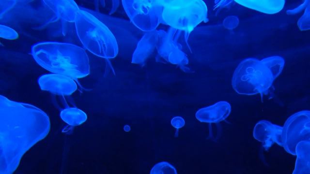 Безумно красивая мелодия можно слушать бесконечно.