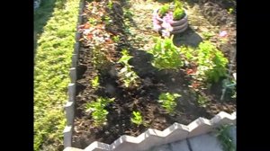 Мой сад в июне 2020!