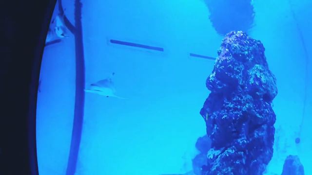 Aquarium Pula (Аквариум Пула). Fort Verudella (Форт Веруделла). Хорватия. смотреть онлайн