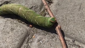 Зелёная Гусеница Бражника.