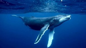 Звуки китов 🐋🐋