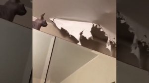 Кошка порвала натяжной потолок, и сидит там,