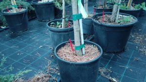 Посадка и уход за сосной черной Брепо на штампе