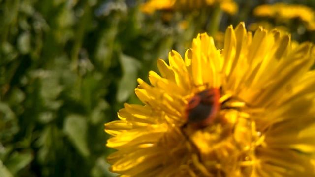 Жук на одуванчике смотреть онлайн