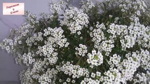 Волшебная лобулярия или алиссум вегетативный