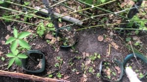 Клумба из плетенки. Мой первый опыт