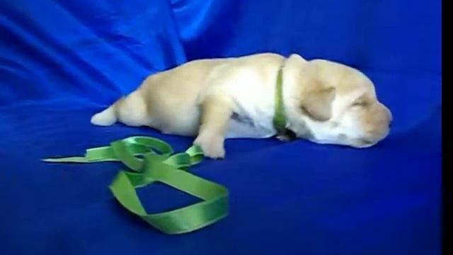 зелёная лента, палевая сука, помет Кадо, 12 дней смотреть онлайн