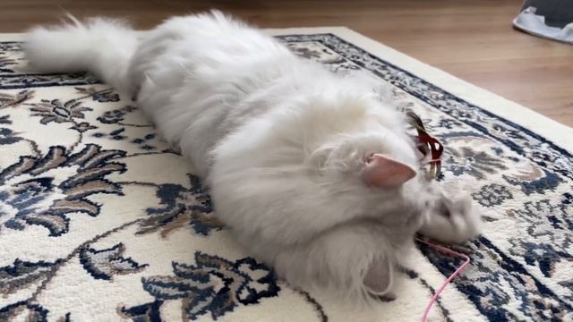 Британская длинношёрстная кошка. Нападение