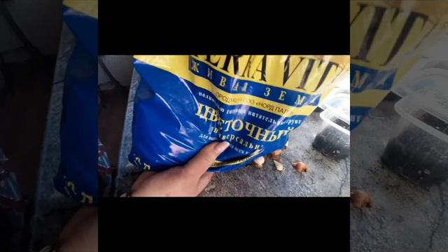 Тюльпаны!!!  Посадка тюльпанов Дома в горшок!!!