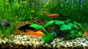 Мой аквариум 45 литров