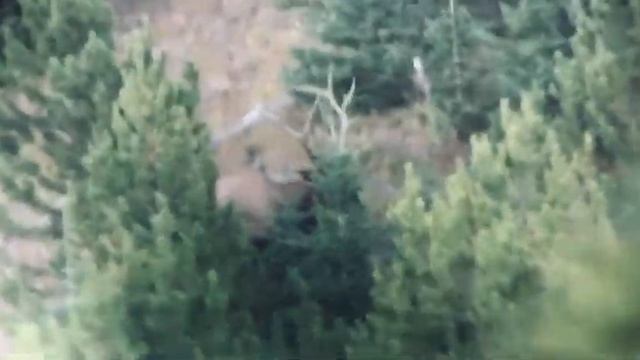 Bull Elk | .308 Hammer Hunter 181gr. Bullet смотреть онлайн