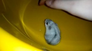 ПОКУПКА НОВОГО ХОМЯКА!| КАК ОБУСТРОИТЬ КОНТЕЙНЕР?