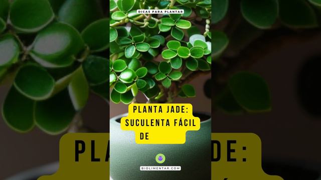 Planta jade - Suculenta fácil de cuidar